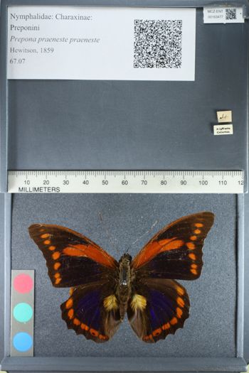 Media type: image;   Entomology 163477